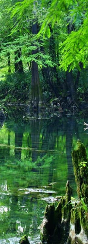 Vista de un exuberante bosque con un arroyo